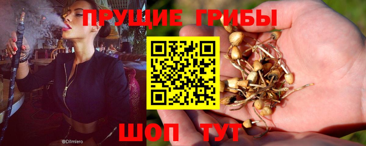 Псилоцибиновые грибы Psilocybe Кропоткин